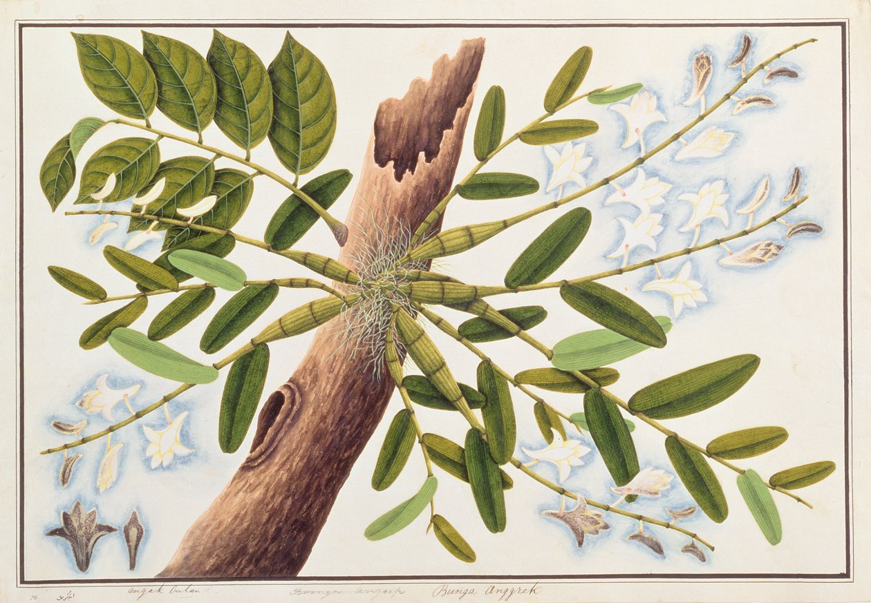 鸽子兰花，来自马六甲的植物图，c.1805-18（纸上写着） 作者 中文学校
