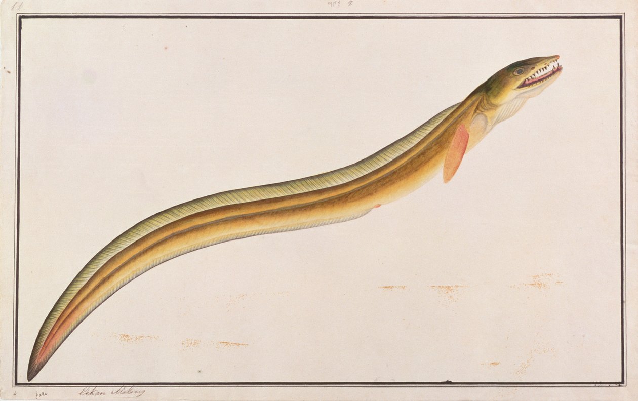 Pike Conger，来自马六甲的鱼类画，c.1805-18（纸上写着） 作者 中文学校