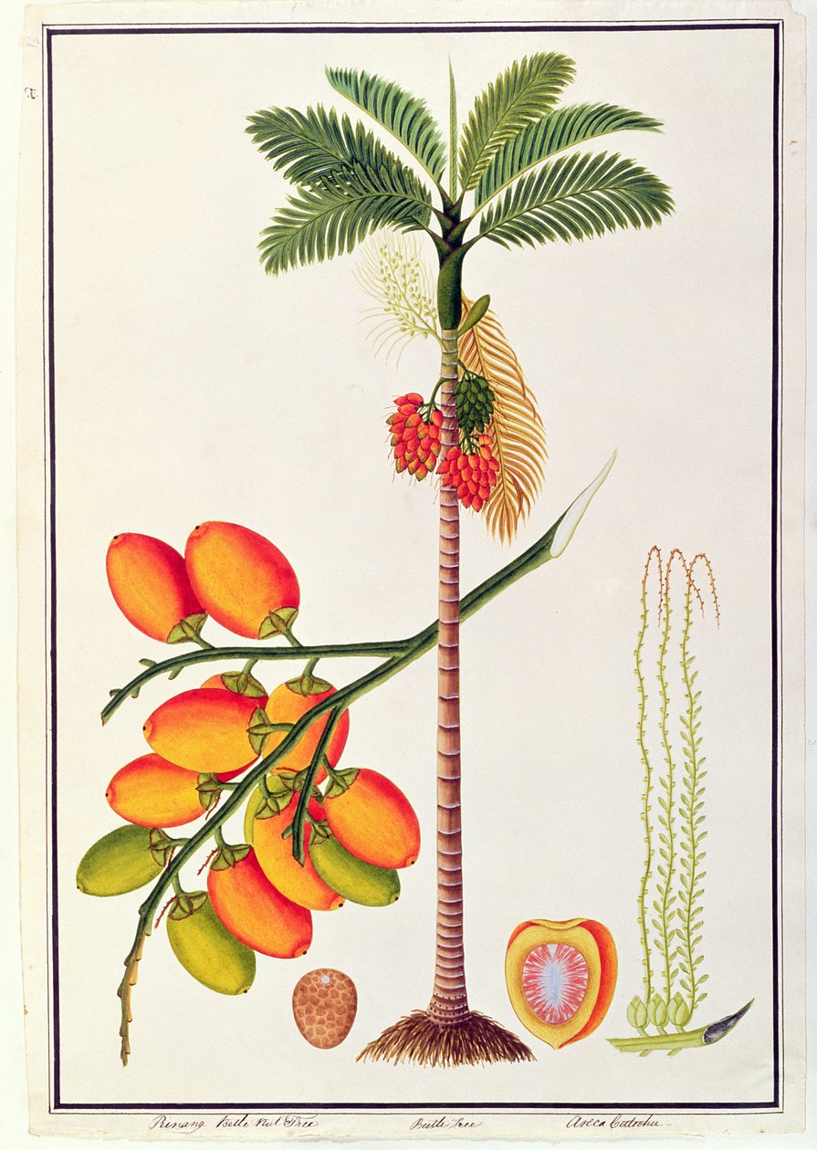 Pinang Betle坚果树，来自马六甲的植物图，c.1805-18（纸上写着） 作者 中文学校