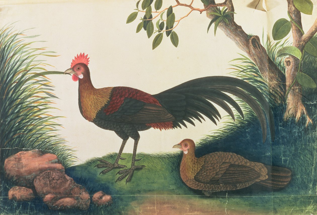 家禽，来自马六甲的鸟类图画，c.1805-18（纸上写着） 作者 中文学校