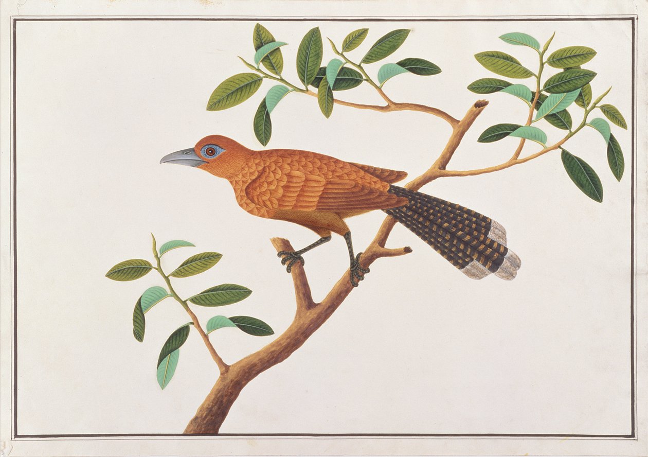 莱佛士·马尔科哈（Raffles Malkoha），来自马六甲的鸟类画，1980年至18-18年（纸上写着） 作者 中文学校