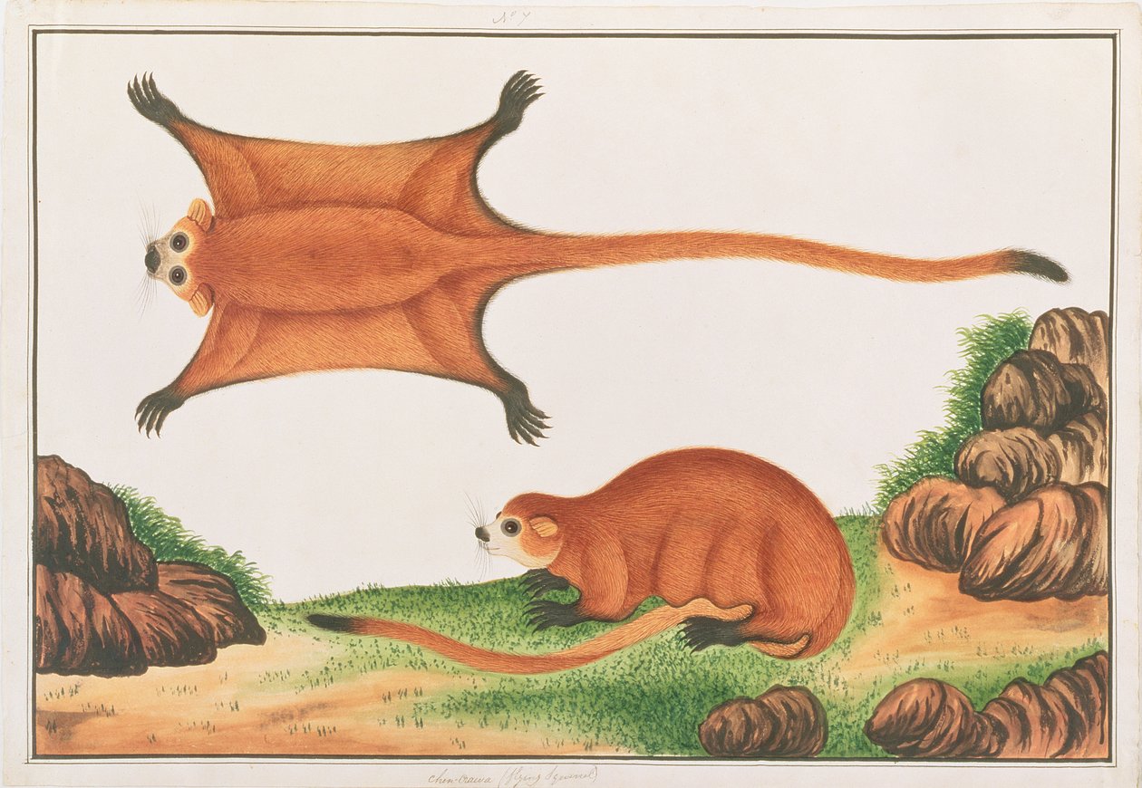 红色巨型飞鼠，来自马六甲的动物，昆虫和爬行动物的图画，c.1805-18（纸上的水粉和水粉） 作者 中文学校