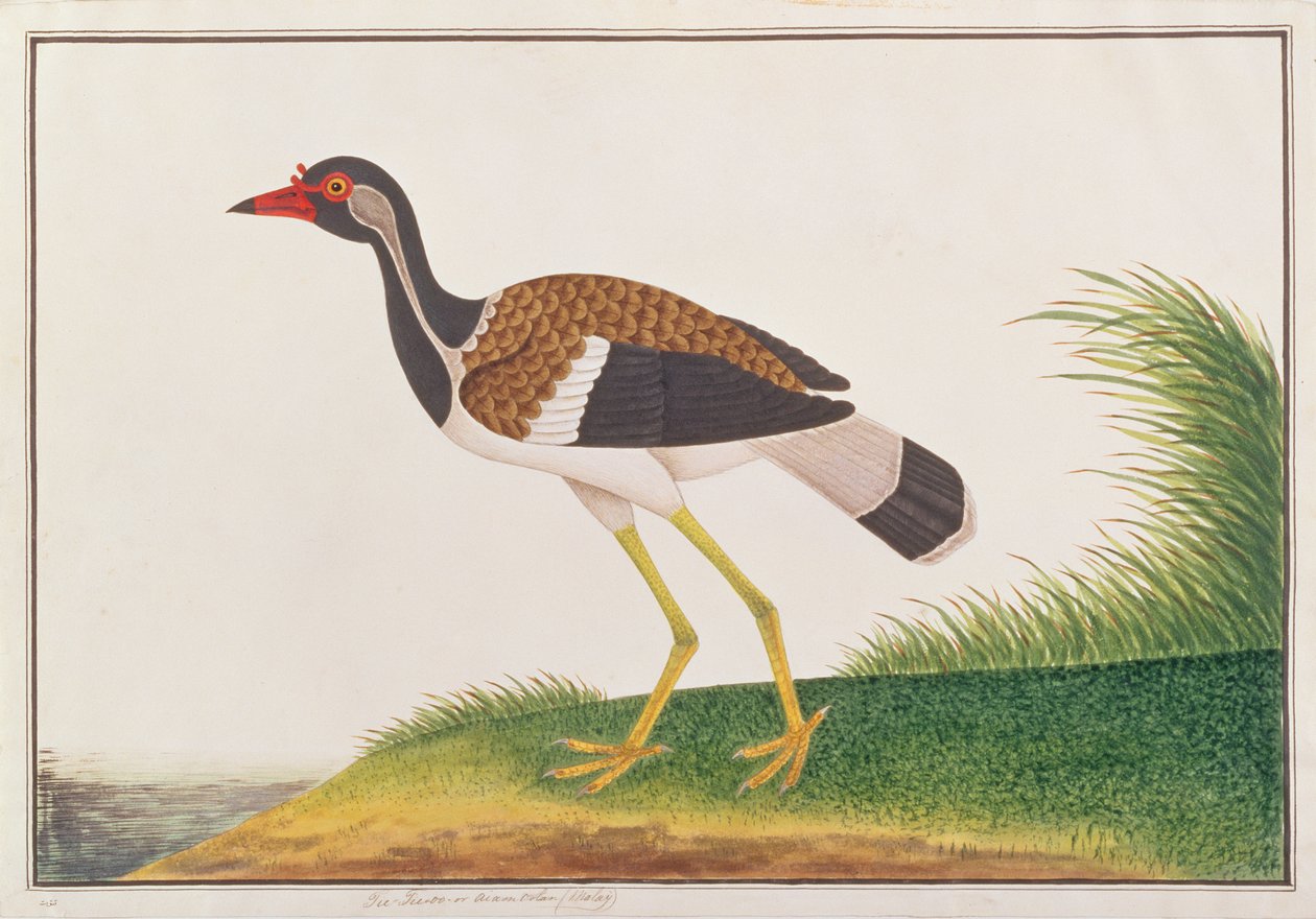 红色田凫，来自马六甲的鸟类画，c.1805-18（纸上写着） 作者 中文学校