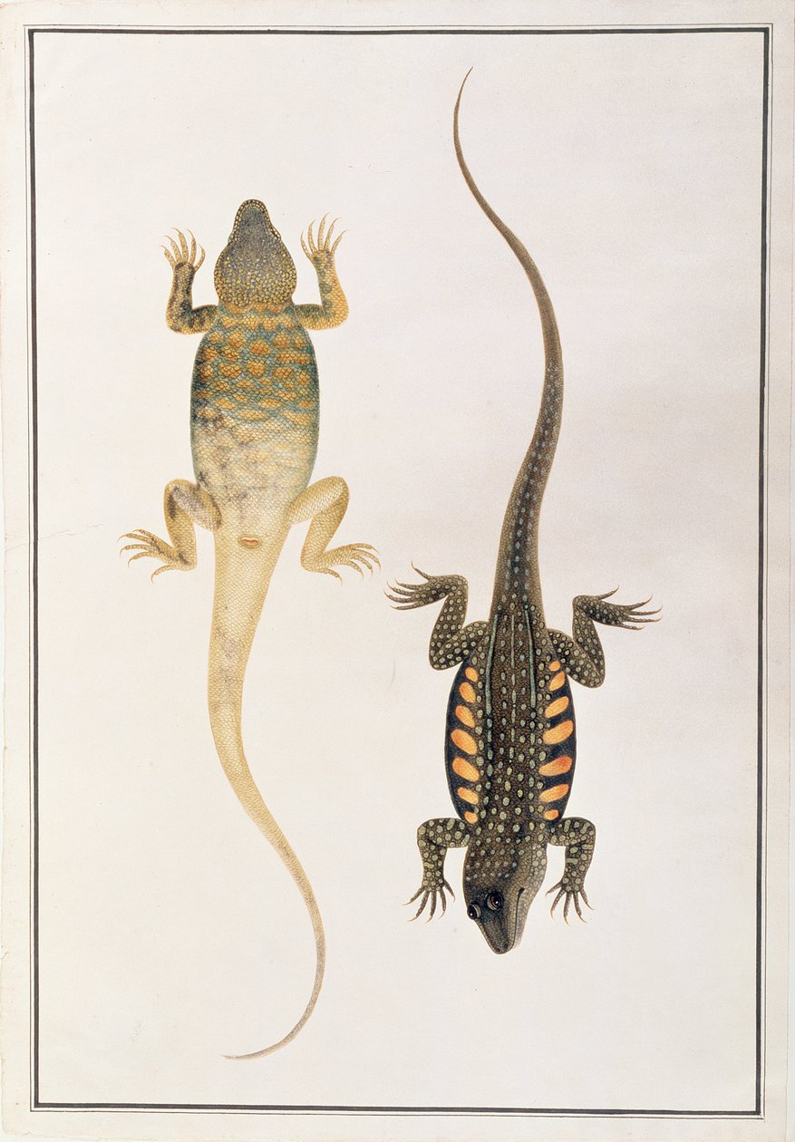 爬行动物，来自马六甲的动物图画，昆虫和爬行动物，c.1805-18（wc和纸上水粉） 作者 中文学校