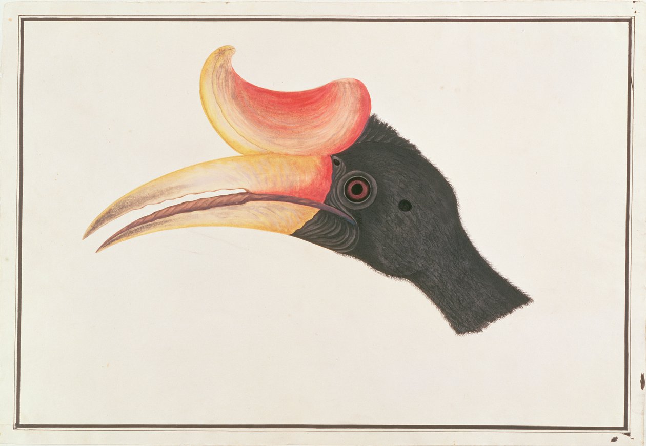 Rhinoceros Hornbill，来自马六甲的鸟类图画，c.1805-18（纸上写着） 作者 中文学校