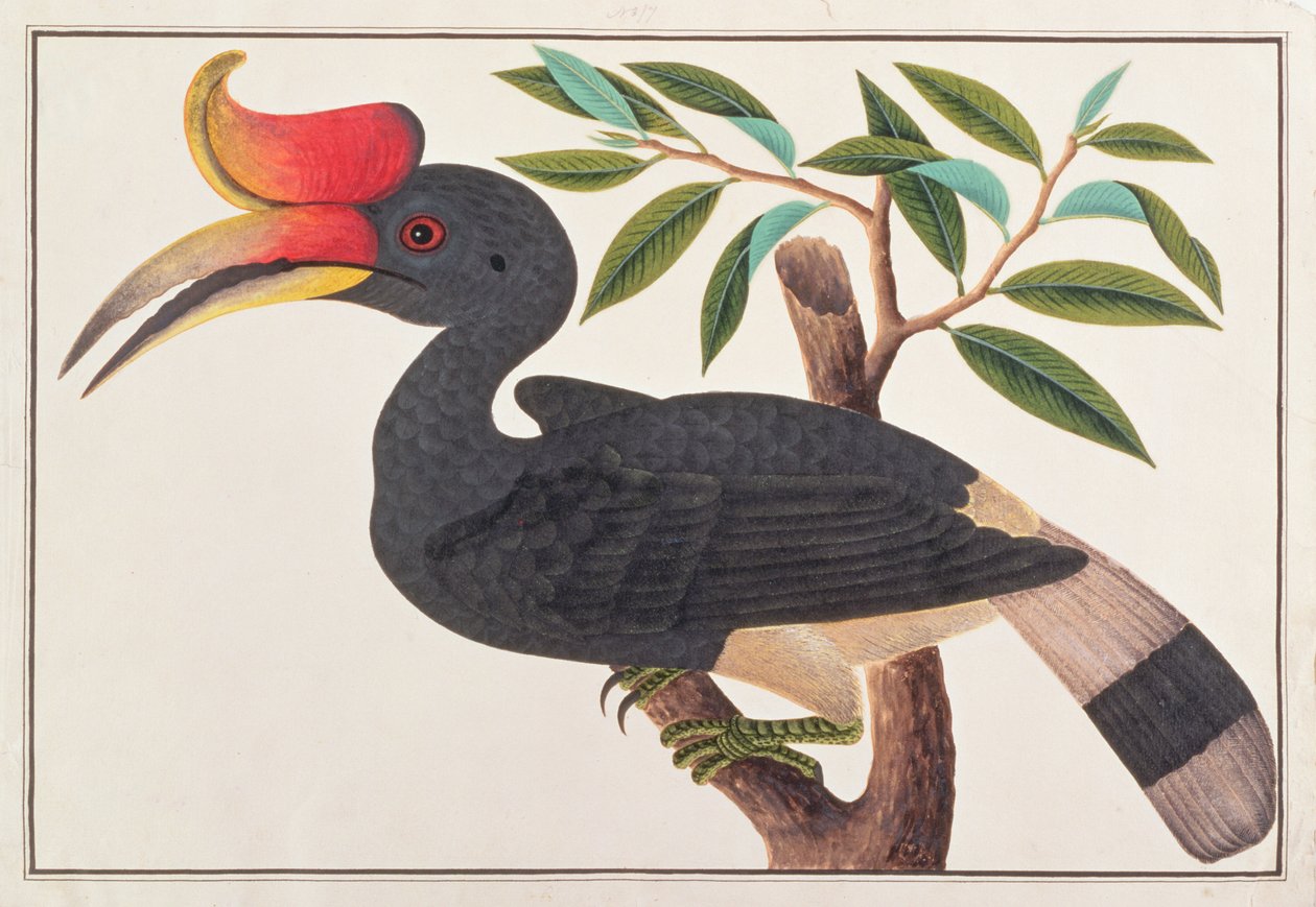 Rhinoceros Hornbill，来自马六甲的鸟类图画，c.1805-18（纸上写着） 作者 中文学校