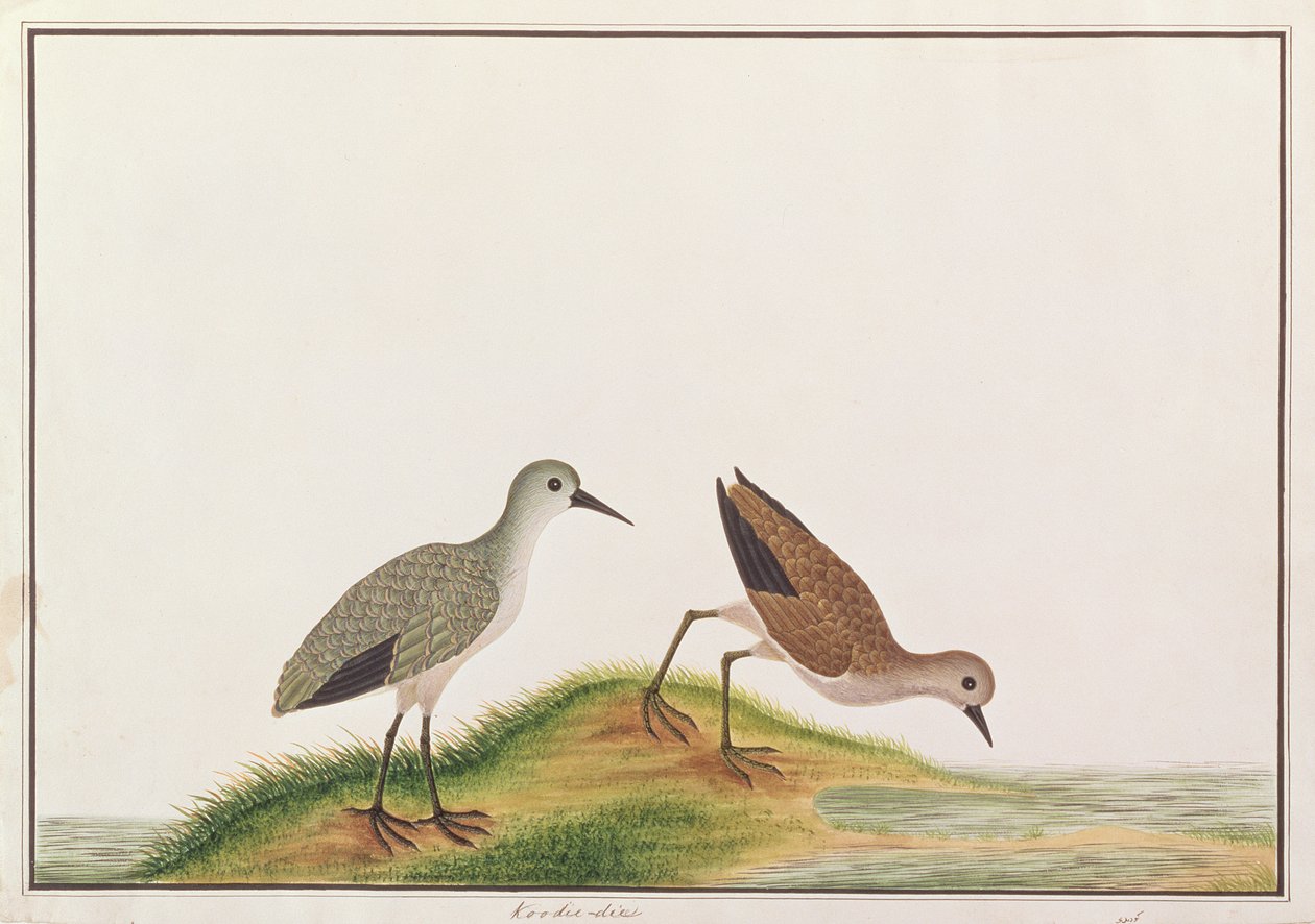 鹬，来自马六甲的鸟类图画，c.1805-18（纸上写着） 作者 中文学校