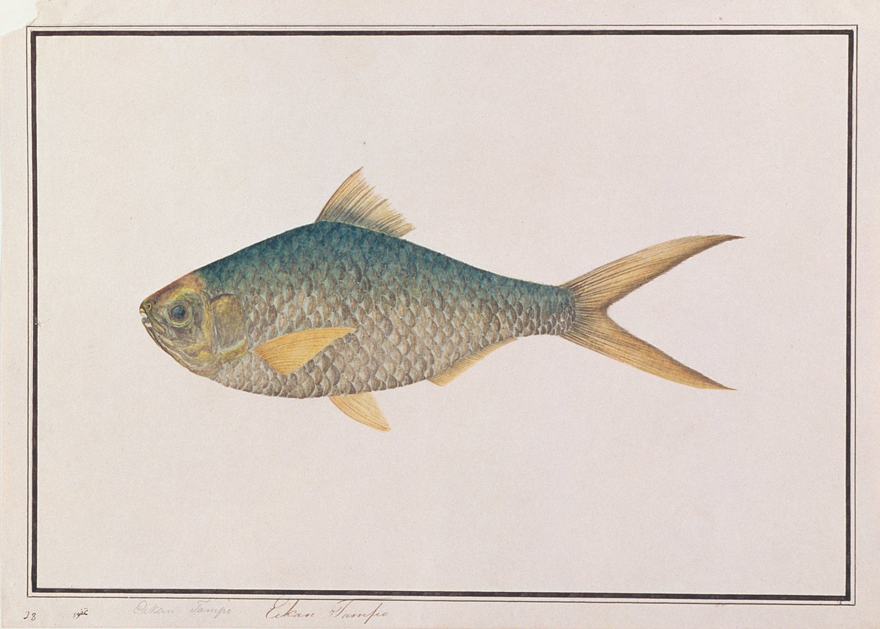 Shad，来自马六甲的鱼的图纸，c.1805-18（纸上的wc） 作者 中文学校