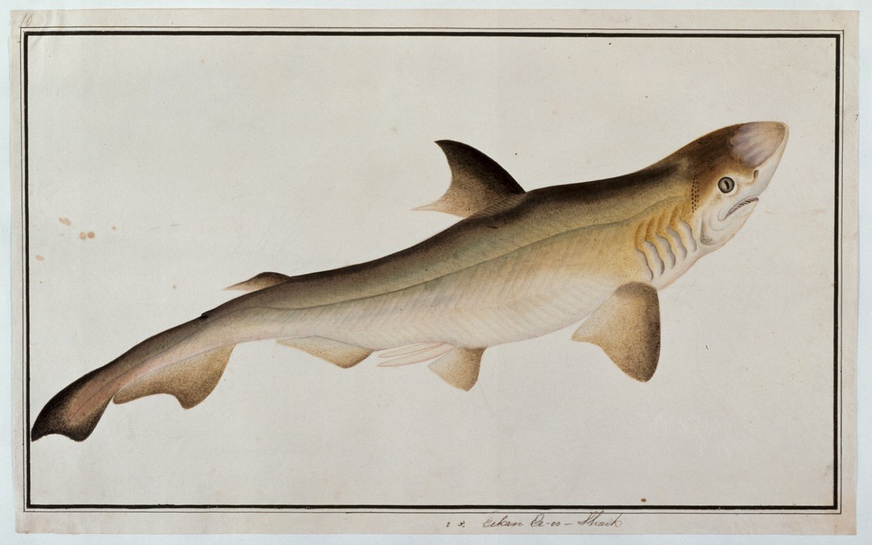 鲨鱼，Eekan Ee-oo，来自马六甲的鱼类图画，c.1805-18（纸上写着） 作者 中文学校