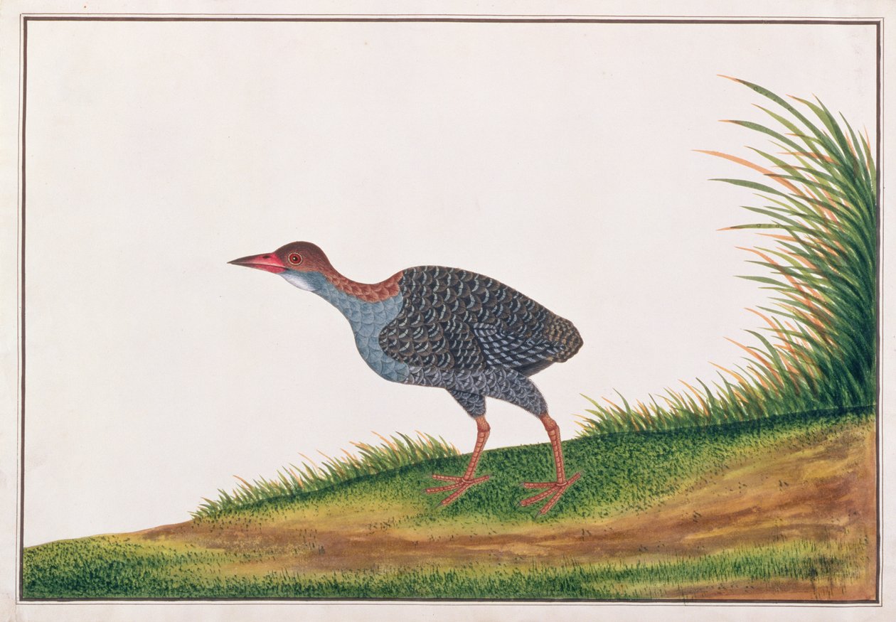 Slaty-breasted铁路，来自马六甲的鸟类图画，c.1805-18（纸上写着） 作者 中文学校