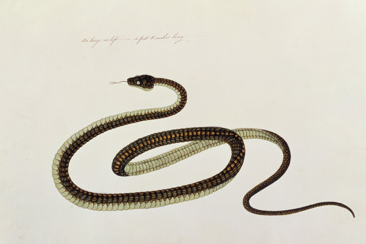 蛇，来自马六甲的动物，昆虫和爬行动物的图画，c.1805-18（水粉和纸上的wc） 作者 中文学校
