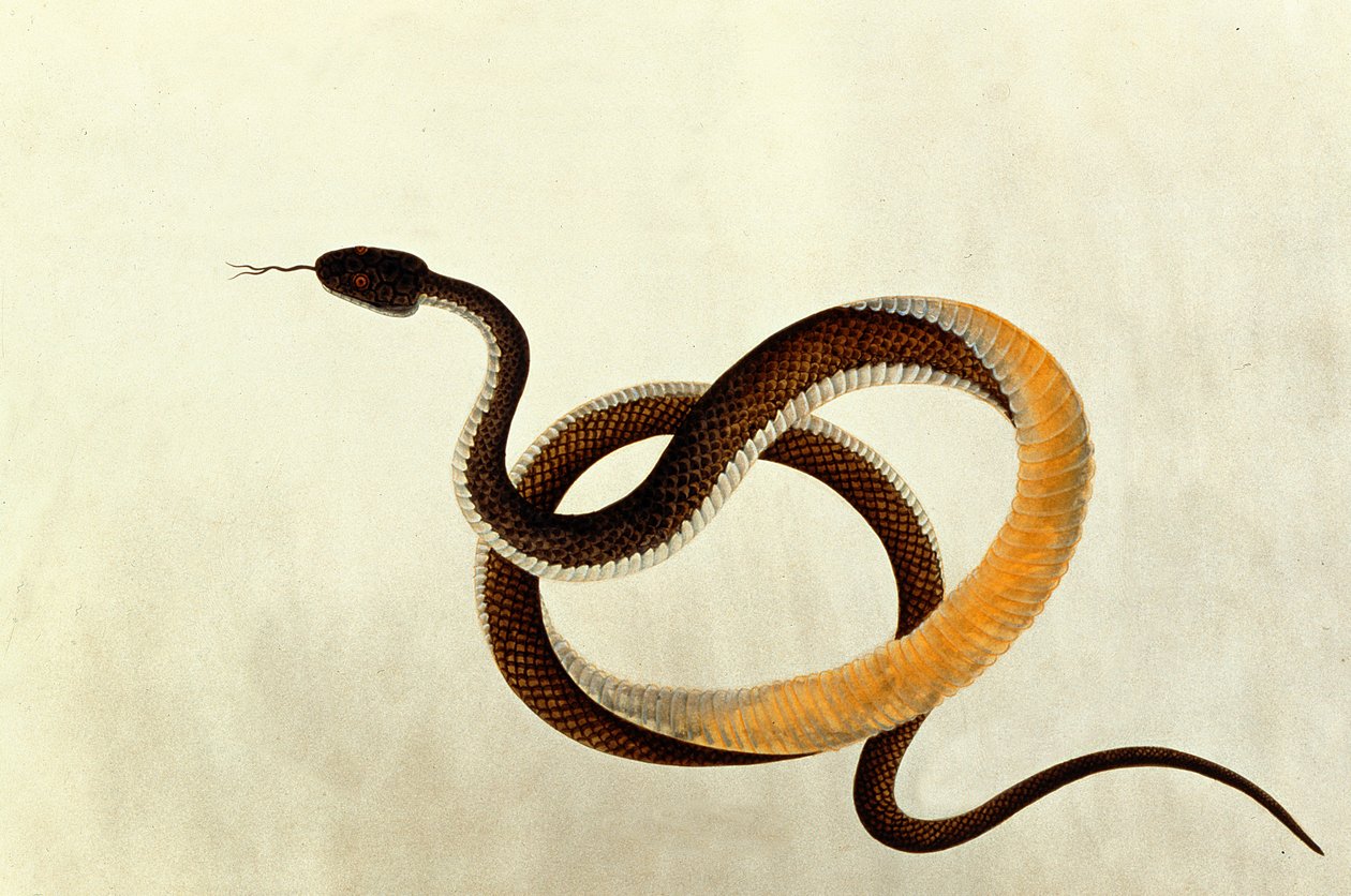 来自马六甲的动物图画，昆虫和爬行动物的蛇，1805-18（纸上的水粉和水粉） 作者 中文学校