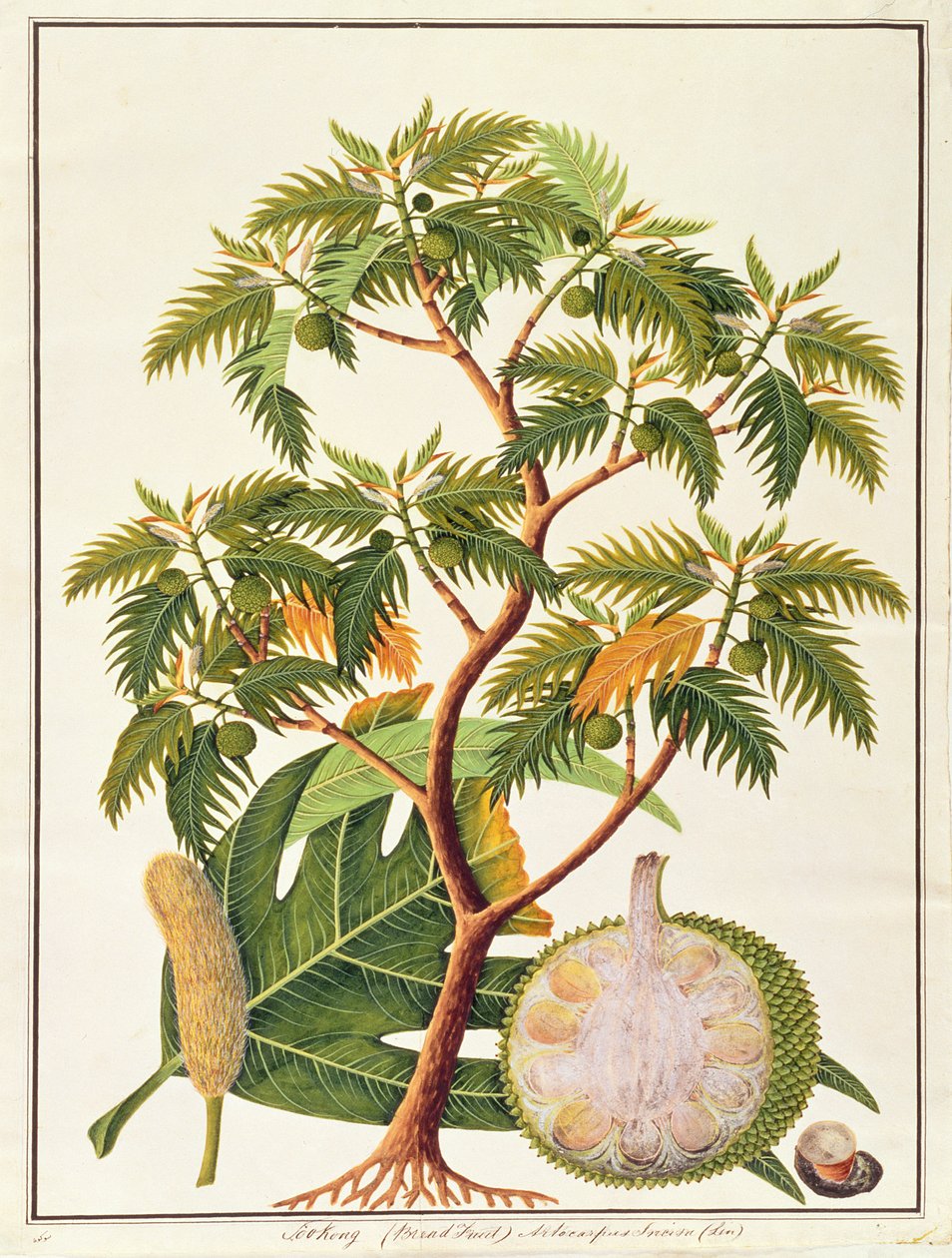 Sookong（面包果）和Artocarpus Incisa（Lin）来自马六甲的植物图，c.1805-18（纸上写着） 作者 中文学校