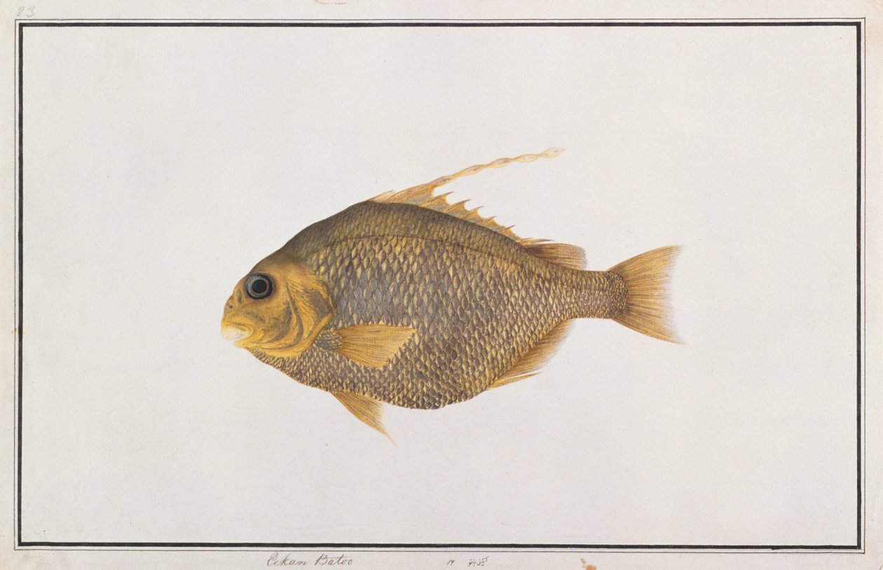 锹鱼，来自马六甲的鱼类图画，c.1805-18（纸上写着） 作者 中文学校
