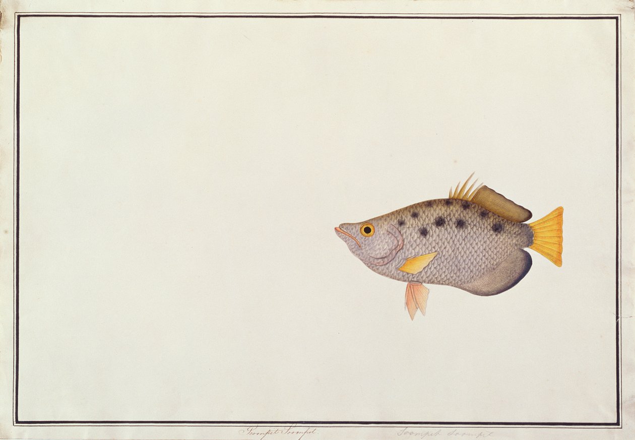 斑点射箭鱼，来自马六甲的鱼类图画，c.1805-18（纸上写着） 作者 中文学校
