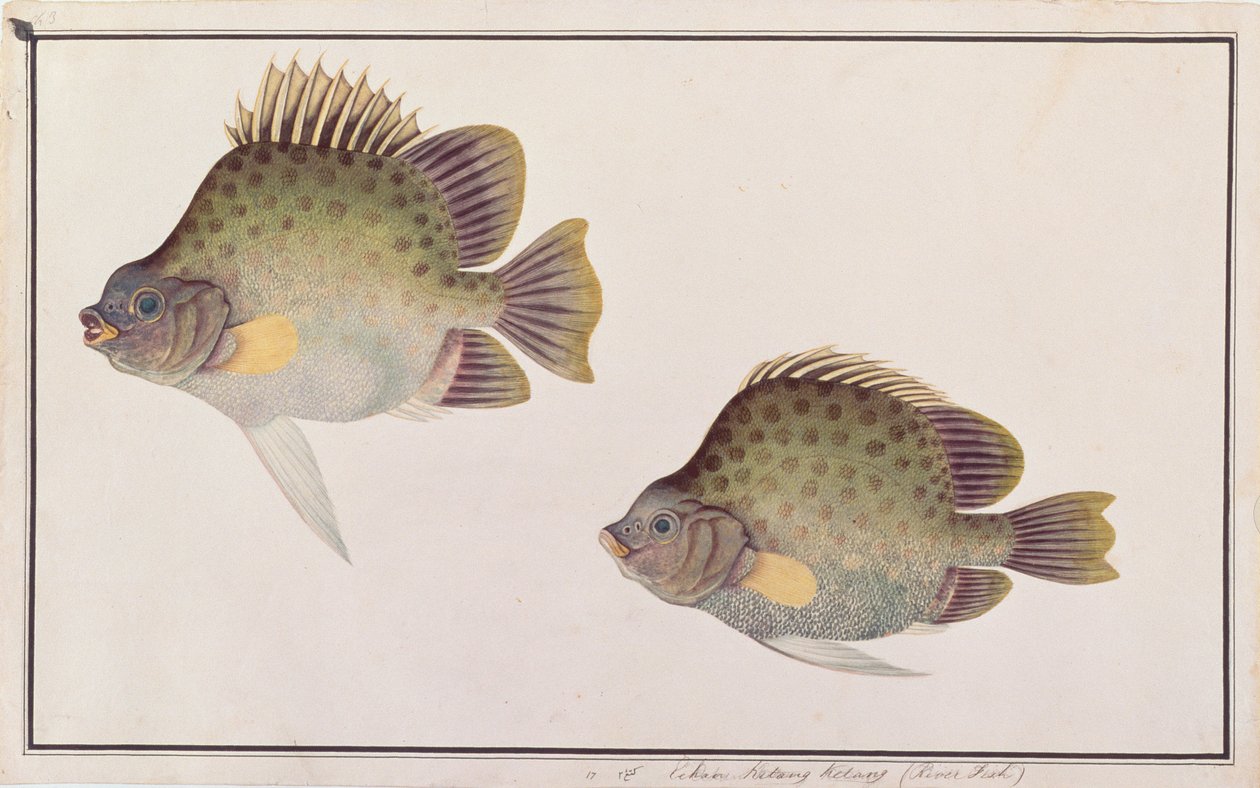 斑点的Scat，来自马六甲的鱼的图纸，c.1805-18（纸上的wc） 作者 中文学校