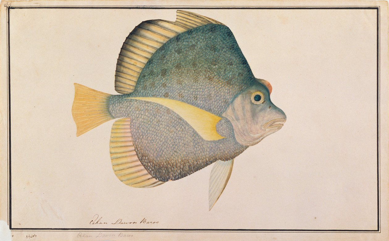 发现的镰刀鱼，来自马六甲的鱼类图画，c.1805-18（纸上的wc） 作者 中文学校