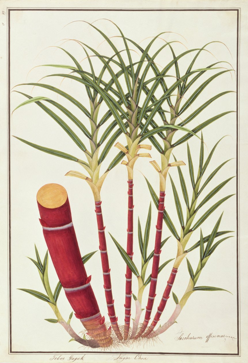 甘蔗，Teboo Gagak，来自马六甲的植物图纸，c.1805-18（纸上写着） 作者 中文学校