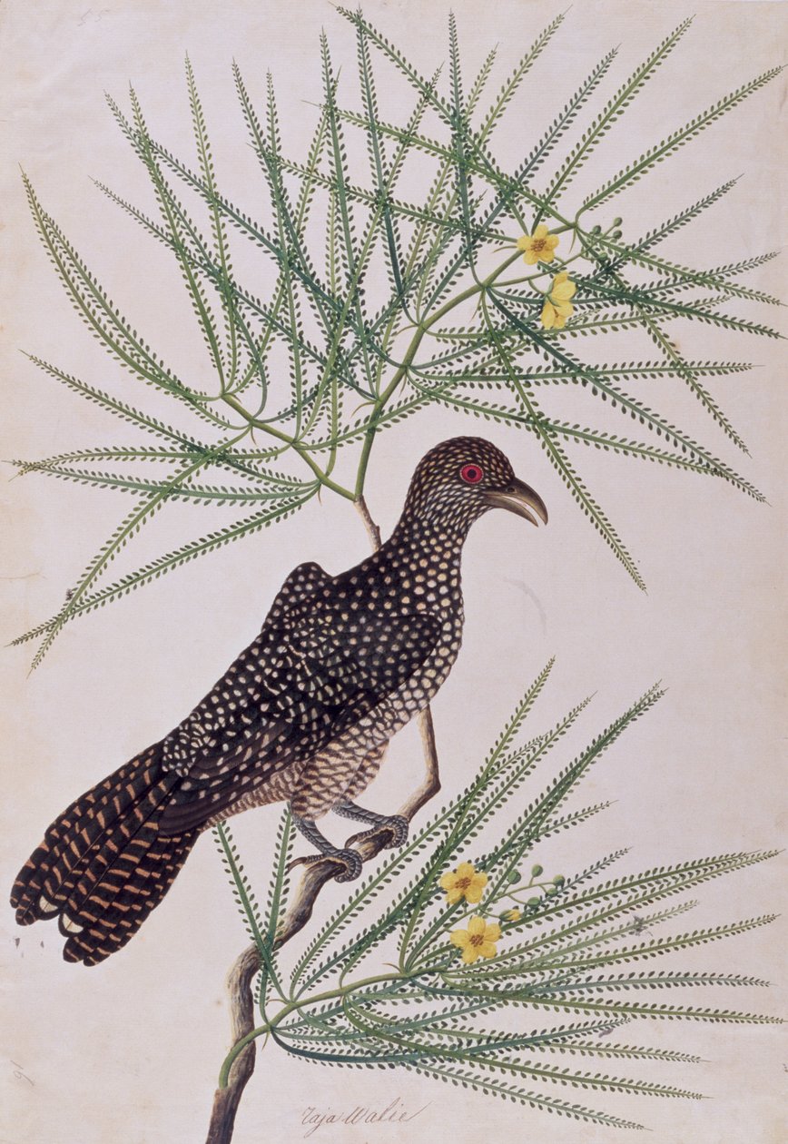 Taja Walie，来自马六甲的鸟类绘画，c.1805-18（纸上写着） 作者 中文学校