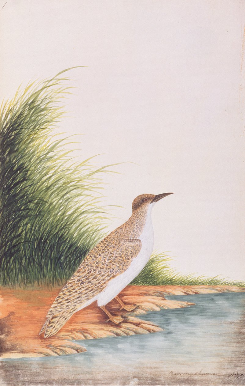 燕鸥，来自马六甲的鸟类图画，c.1805-18（纸上写着） 作者 中文学校