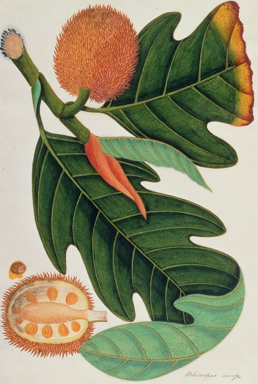 Trab或Artocarpus incesses，来自马六甲的植物图，c.1805-18（纸上写着） 作者 中文学校