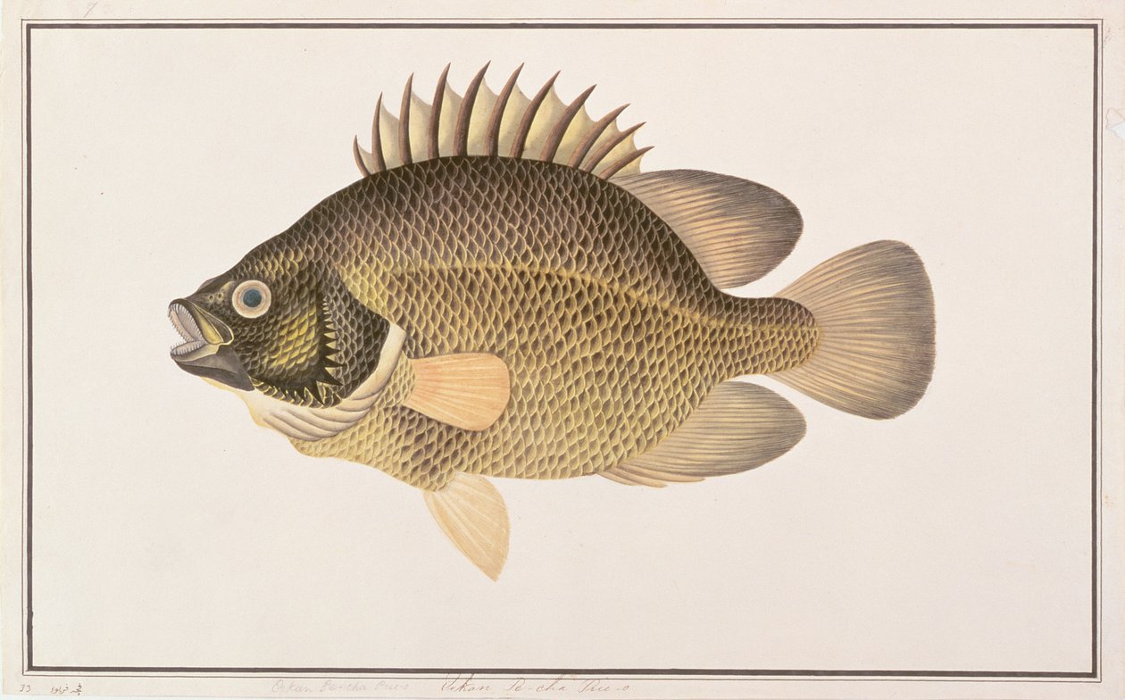 Tripletail，来自马六甲的鱼图，c.1805-18（纸上写着） 作者 中文学校