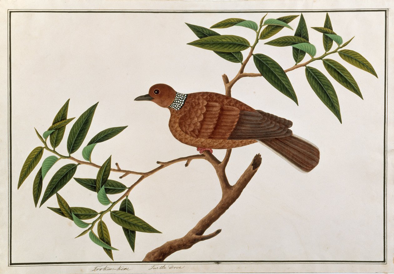Turtle Dove，Tookoo-Kore，来自马六甲的鸟类画，c.1805-18（纸上写着） 作者 中文学校
