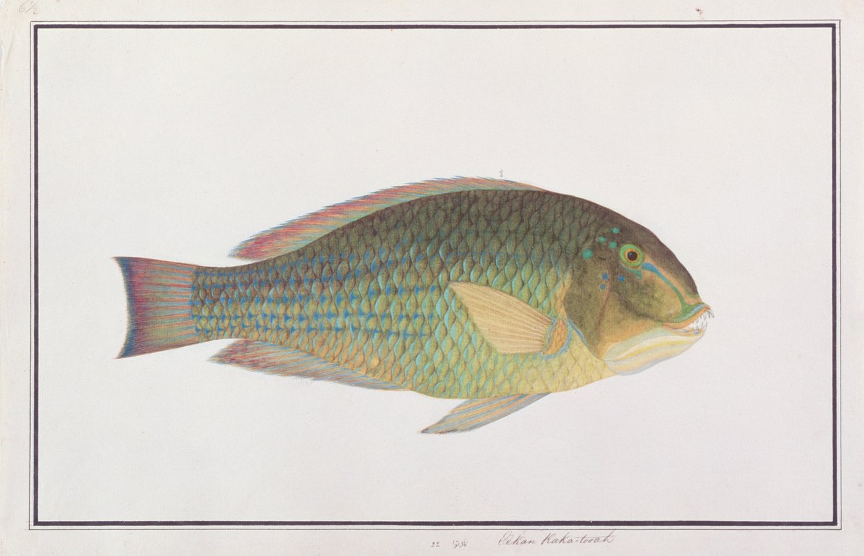 Tuskfish，来自马六甲的鱼的图纸，c.1805-18（纸上的wc） 作者 中文学校