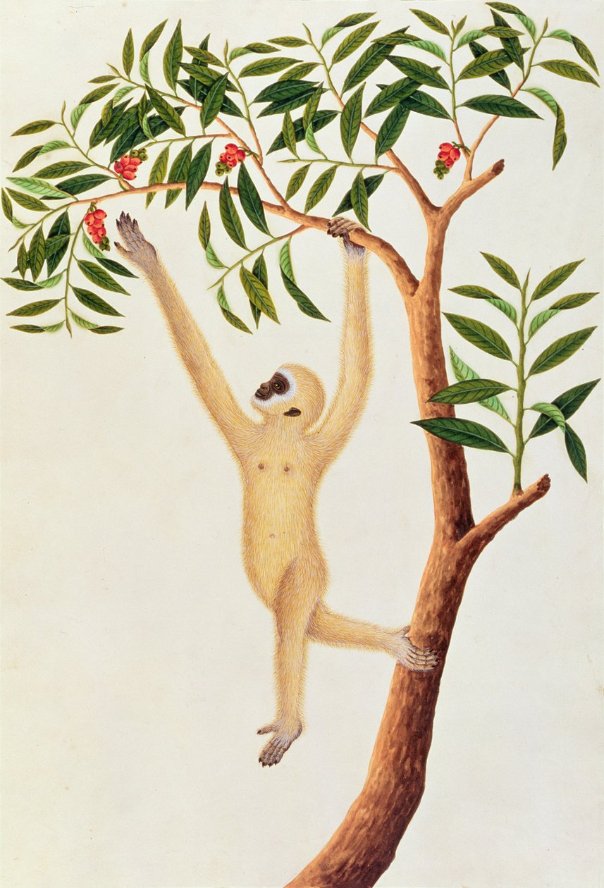 白色长臂猿，Ongka Pootre，来自马六甲的动物，昆虫和爬行动物图画，c.1805-18（wc和纸上水粉） 作者 中文学校