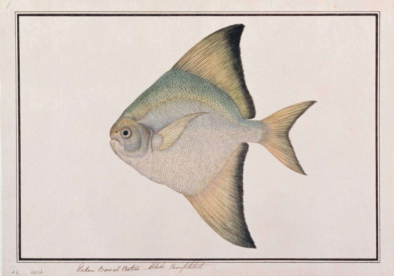 白P鱼，来自马六甲的鱼类图画，c.1805-18（纸上写着） 作者 中文学校