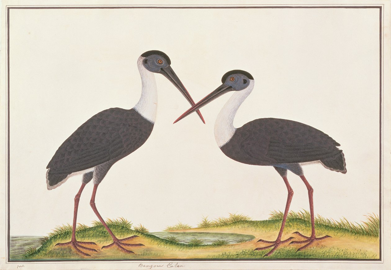 毛茸茸的鹳，来自马六甲的鸟类画，c.1805-18（纸上写着） 作者 中文学校