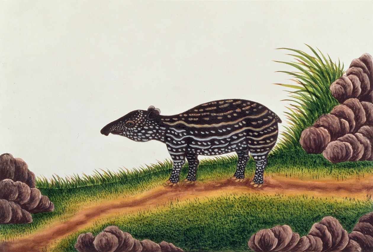 马六甲的年轻Tap，来自马六甲的动物，昆虫和爬行动物的图画，c.1805-18（纸和水粉和水粉） 作者 中文学校
