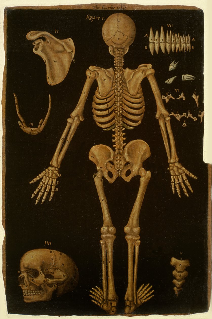 Hunter 364表IV，来自Anatomical Tables，作者：John Banister（1540-1610）（棕色纸上的油） 作者 英语学校
