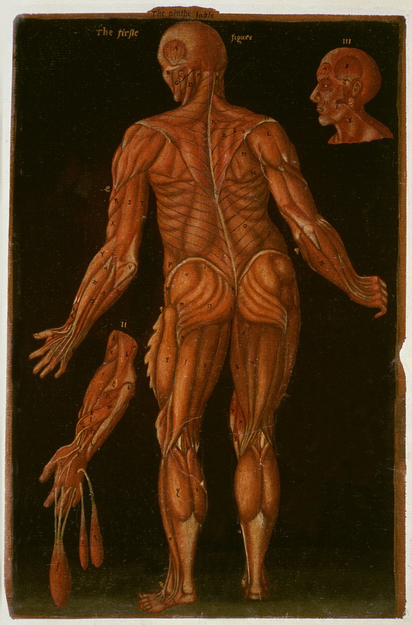 Hunter 364表VIII解剖，c.1170，来自Anatomical Tables，作者：John Banister（1540-1610）（棕色纸上的油） 作者 英语学校