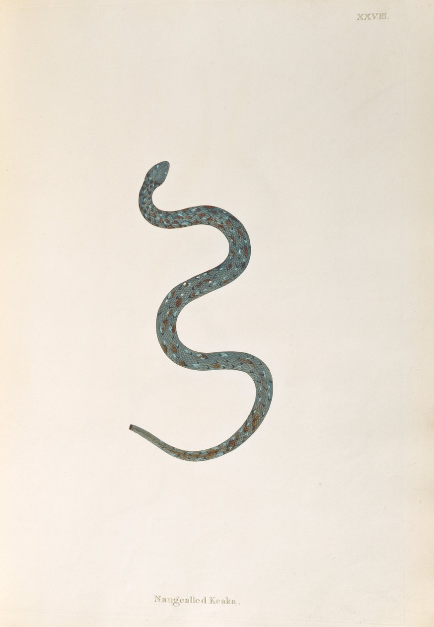 来自科罗曼德海岸的印度蛇的记录中的Naugealled Keaka Snake由伦敦的Patrick Russell收集，1796年 作者 英语学校