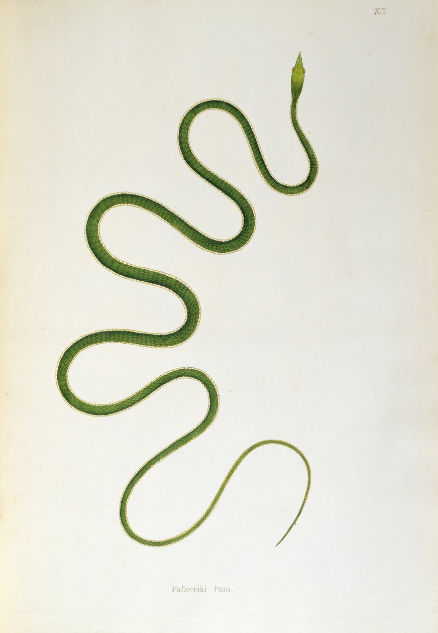来自科罗曼德海岸的印度蛇帐户的Pafseriki Pam Snake由伦敦的Patrick Russell收集，1796年 作者 英语学校