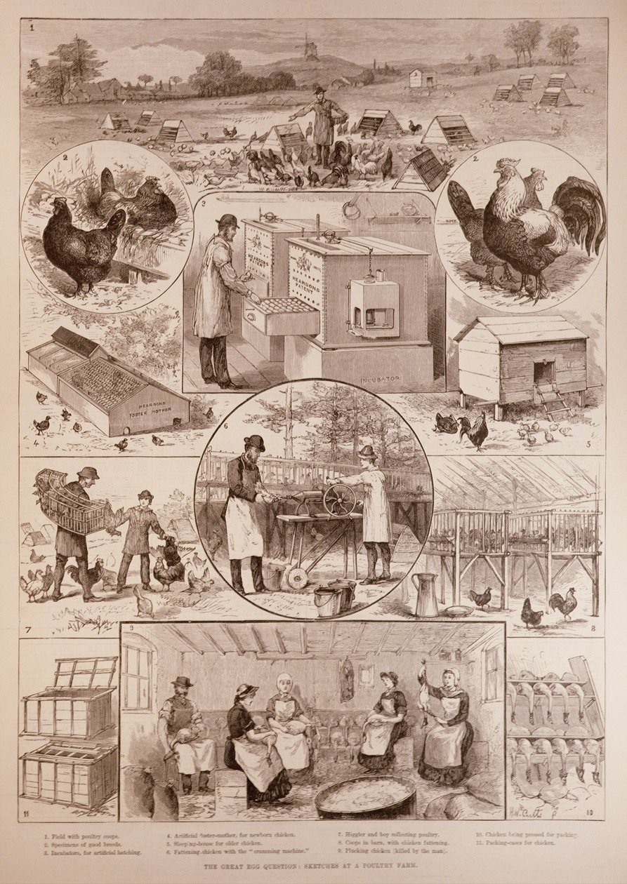 伟大的蛋问题：1887年4月2日“伦敦新闻画报”的家禽养殖场草图 作者 英语学校