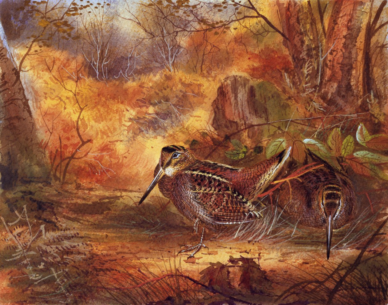 Woodcocks，1890年（纸上写着） 作者 英语学校