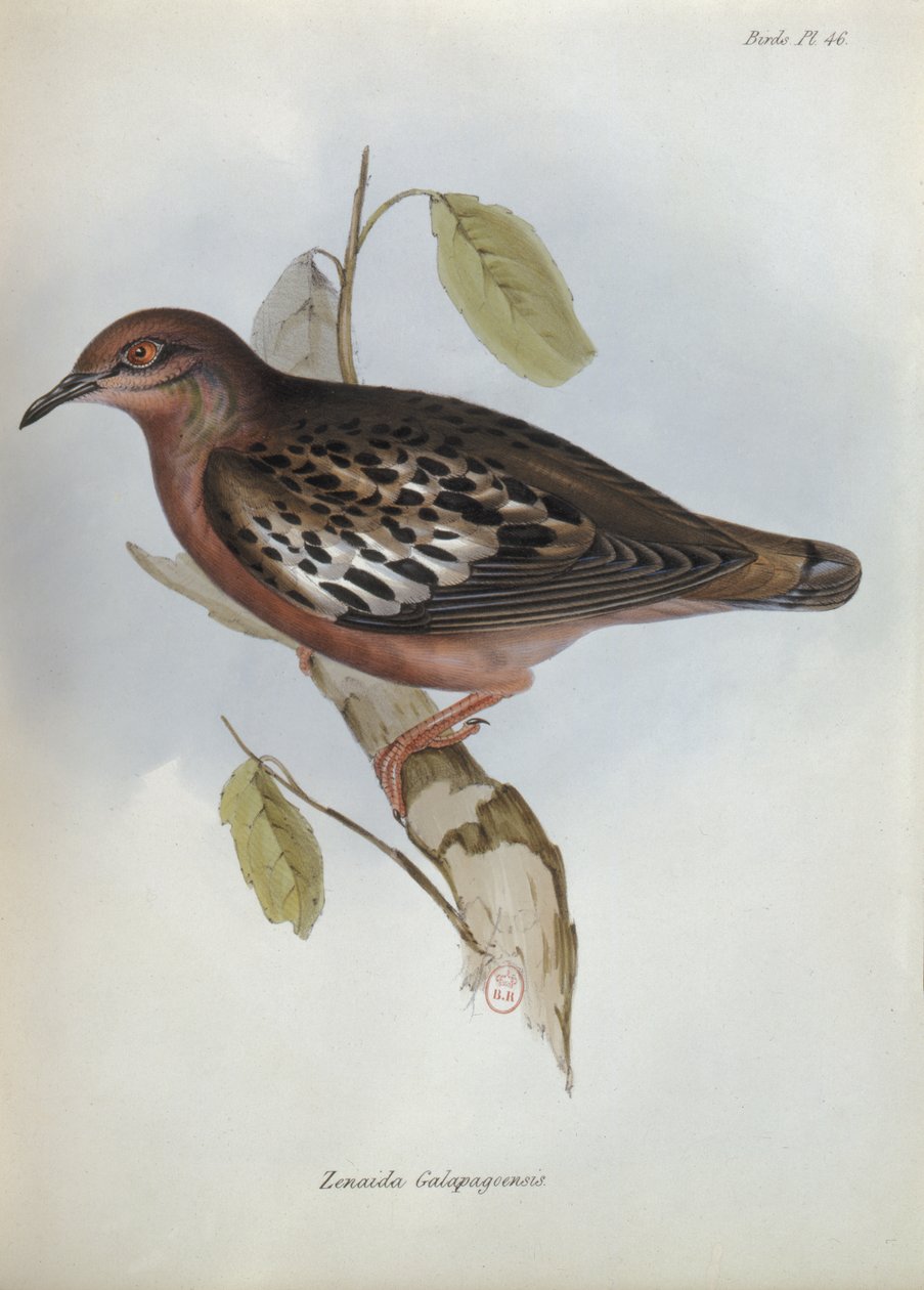Zenaida Galapagoensis，来自HMS Beagle之旅的动物学，1832年至1936年由查尔斯达尔文（1809-92），1840年 作者 英语学校