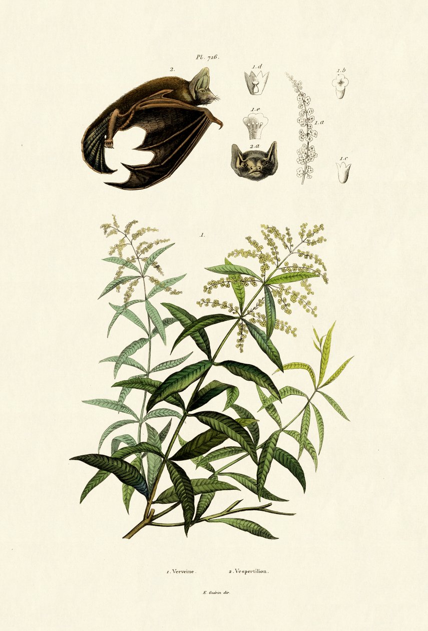 Lemongras，1833-39 作者 法语学校
