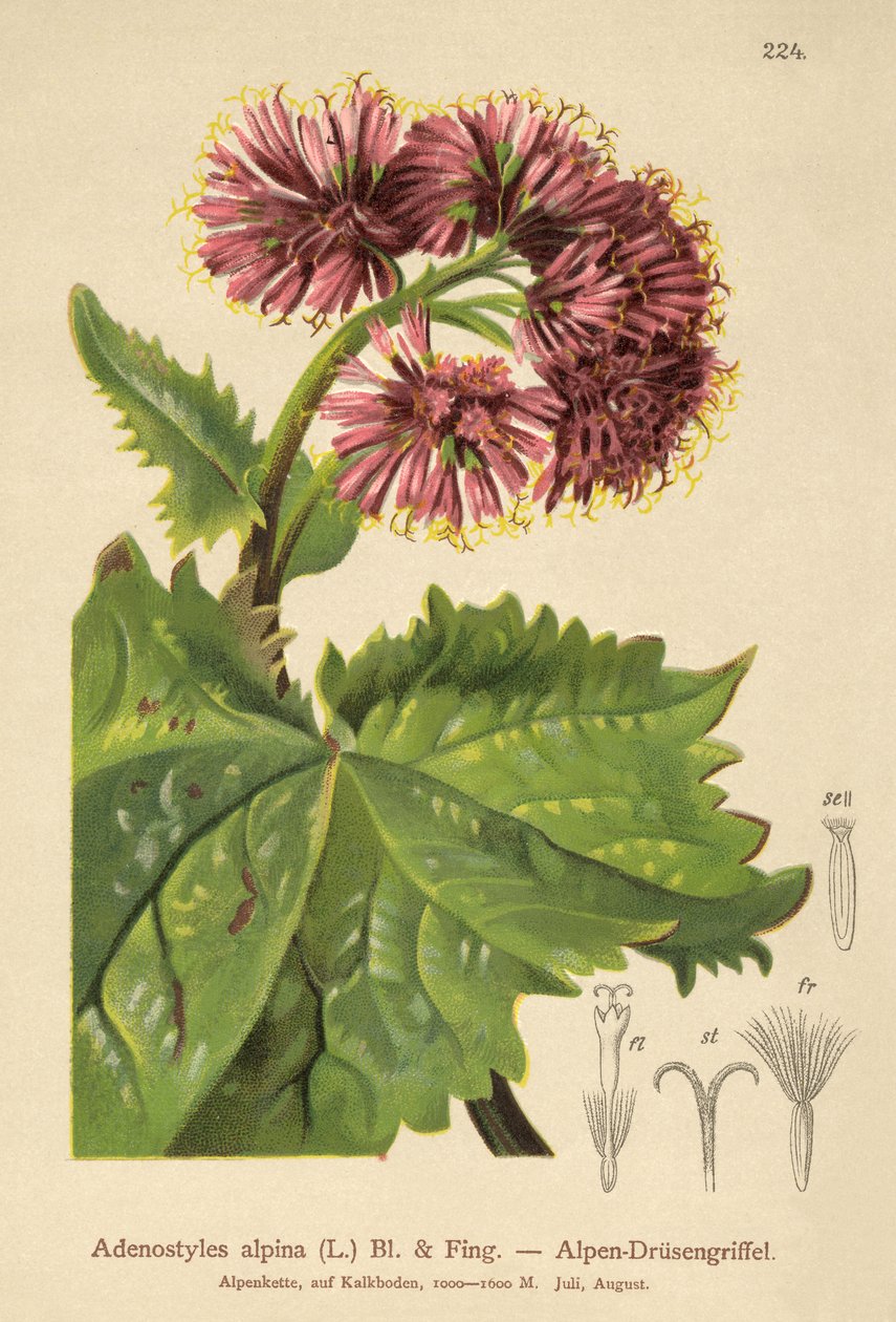 Adenostyle（Adenostyles alpina，Adenostyles glabra） 作者 德国学校