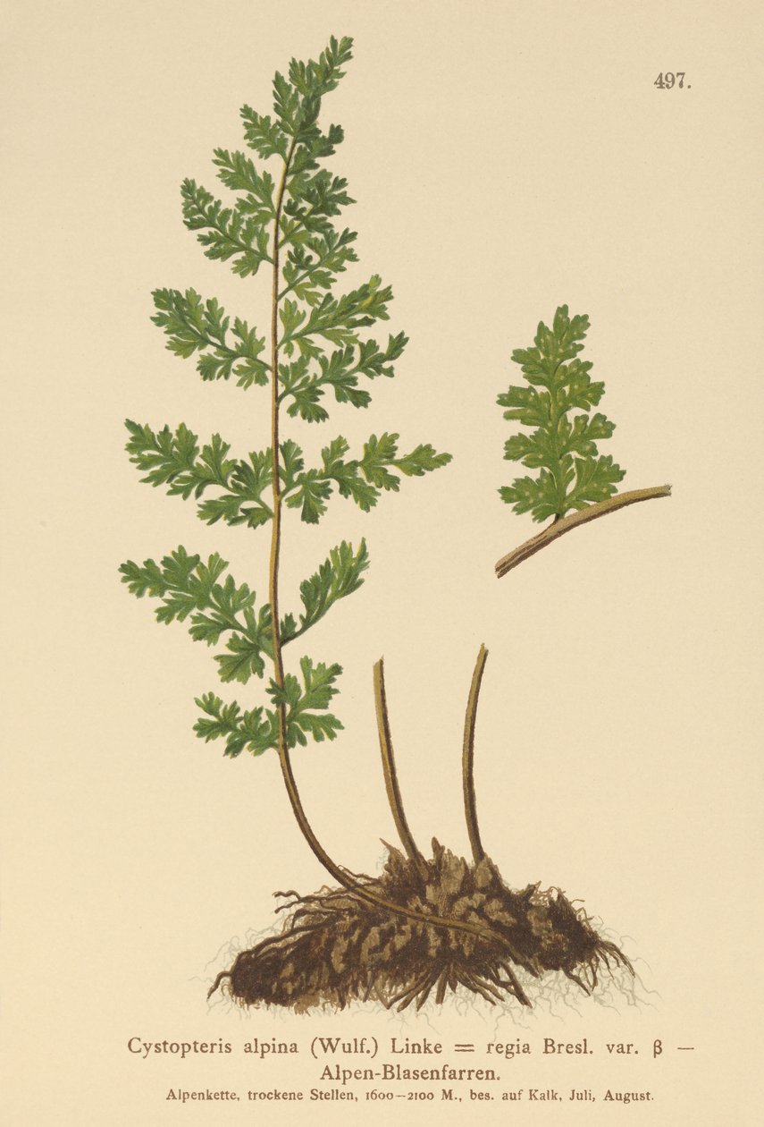 高山膀胱蕨（Cystopteris alpina，Cystopteris regia） 作者 德国学校