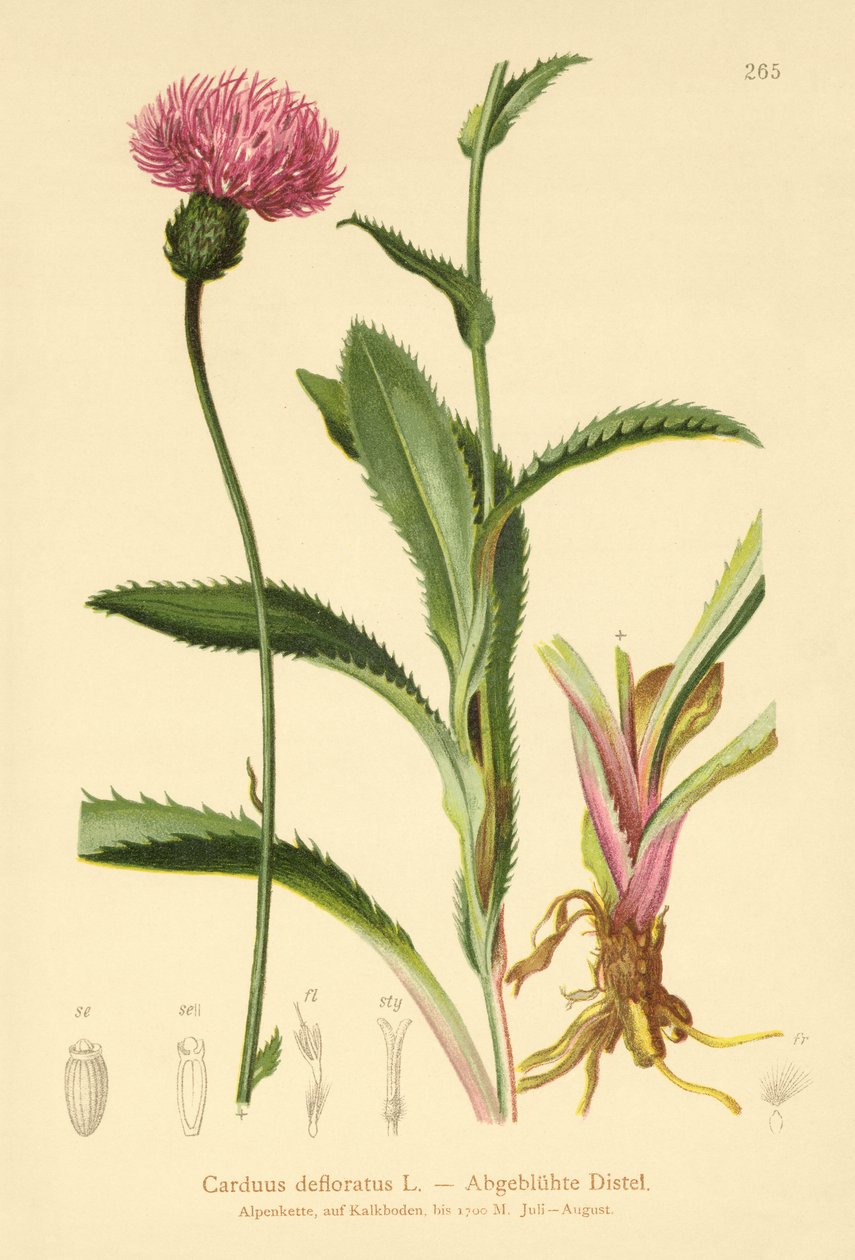 高山蓟（Carduus defloratus） 作者 德国学校