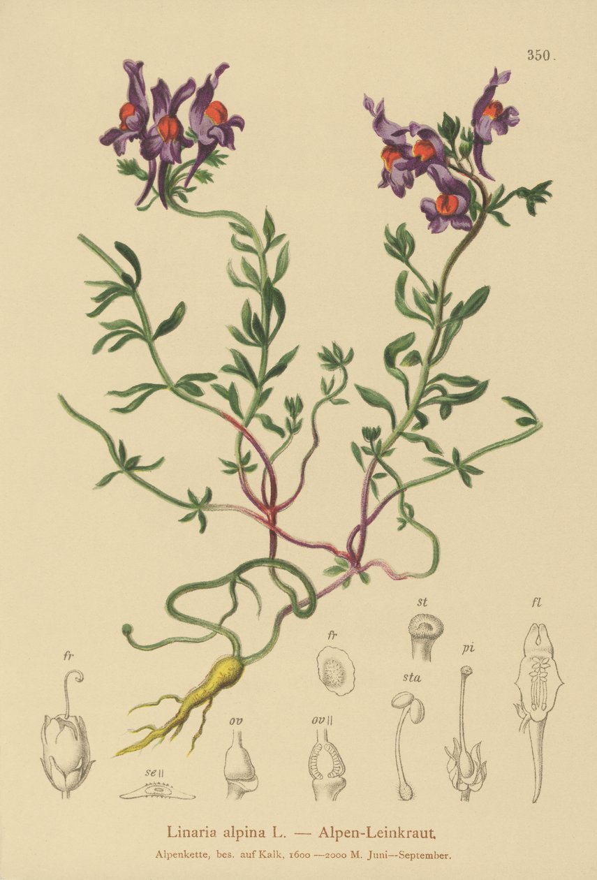 高山Toadflax（Linaria alpina） 作者 德国学校