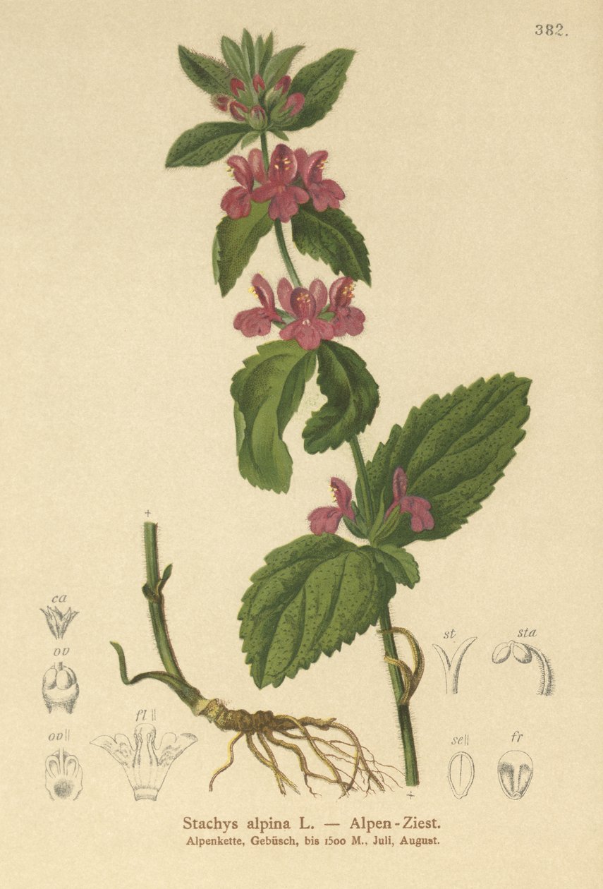 高山Woundwort（Stachys alpina） 作者 德国学校
