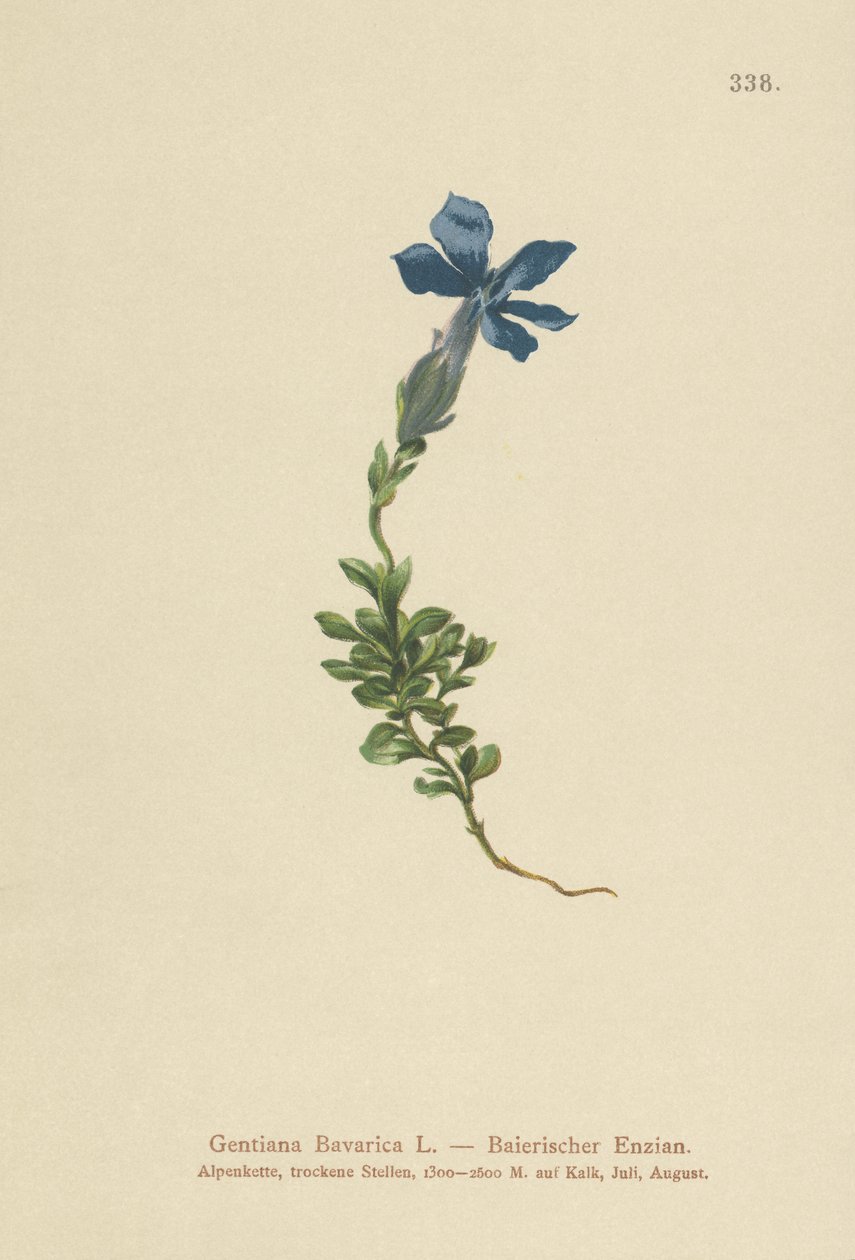 巴伐利亚龙胆（Gentiana Bavarica） 作者 德国学校