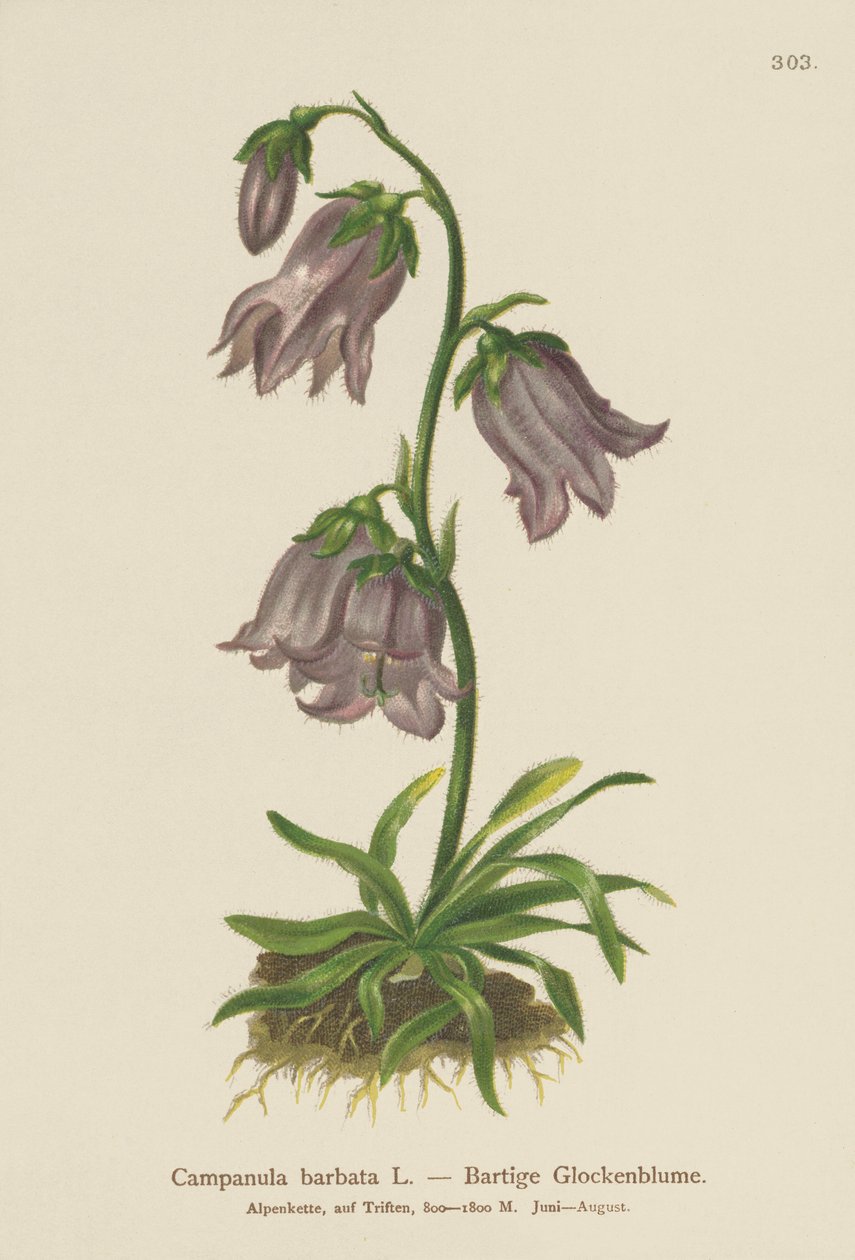 大胡子贝尔弗劳尔（Campanula barbata） 作者 德国学校