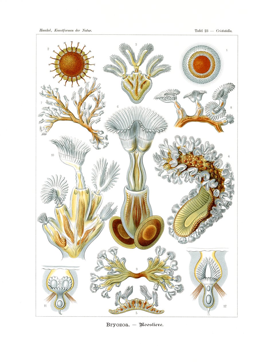 Bryozoa，1899-1904 作者 德国学校
