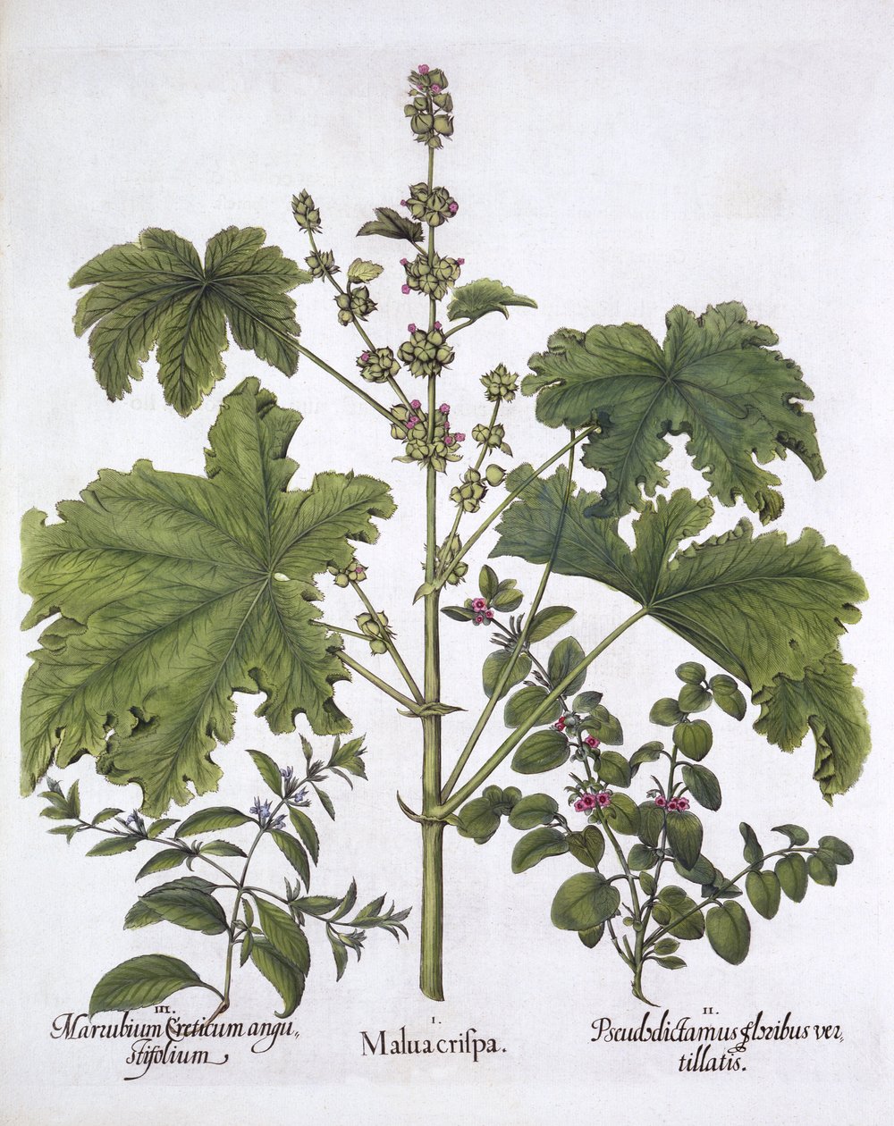 Curled Mallow，False Dittany，Cretan Horehound，来自Hortus Eystettensis，由Basil Besler（1561-1629），酒吧。 1613（手工雕刻） 作者 德国学校