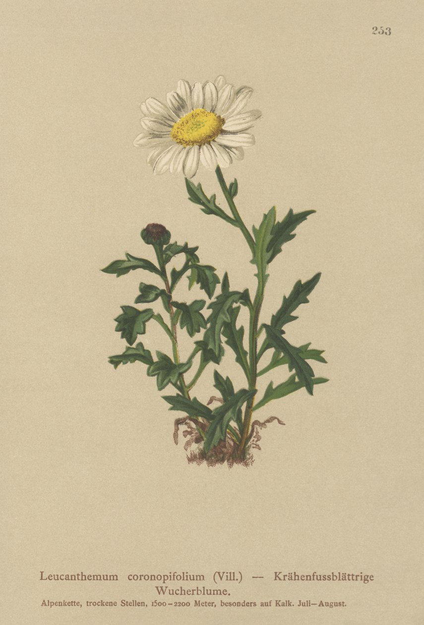雏菊（Leucanthemum coronopifolium，Chrysanthemum coronopifolium，Chrysanthemum alpestre） 作者 德国学校